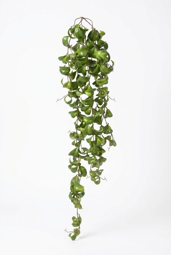 Colgante De Peperomia Artificial