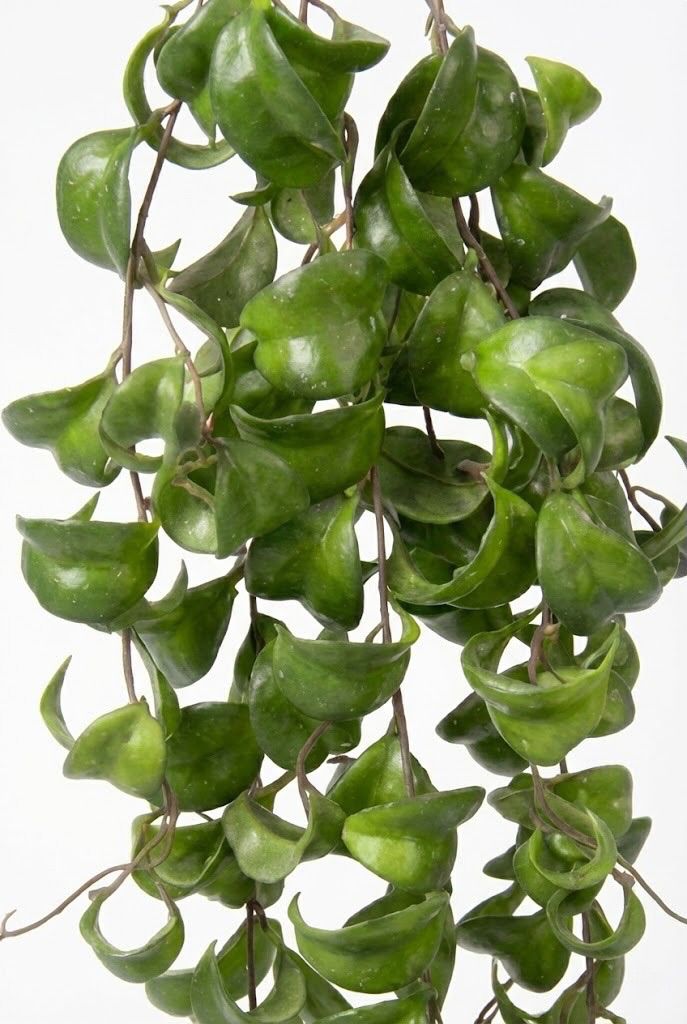 Colgante De Peperomia Artificial
